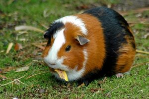 guinea pig cost