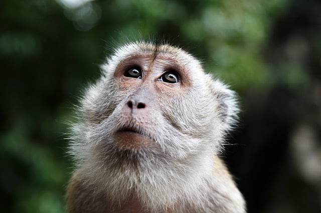 If you want to buy a monkey, we have the cost details