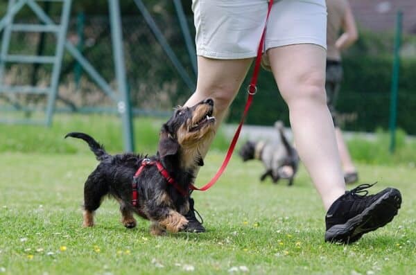 dachshund training 
