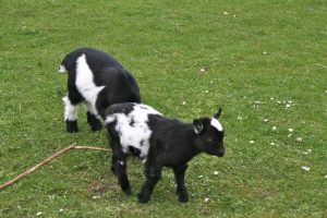 Black pygmy goat